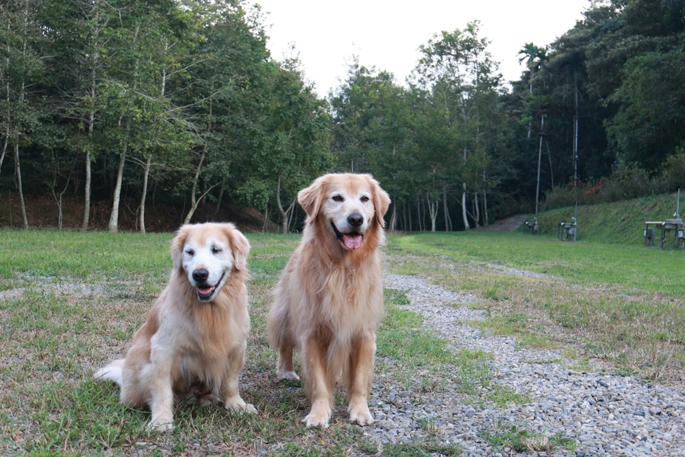 南投日月潭秘境住宿|八番私人住宅。隱身在日月潭森林系設計民宿、寵物友善民宿、感受最純粹最靜謐的日月潭住宿 - 第7張圖 南投日月潭秘境住宿|八番私人住宅。隱身在日月潭森林系設計民宿、寵物友善民宿、感受最純粹最靜謐的日月潭住宿