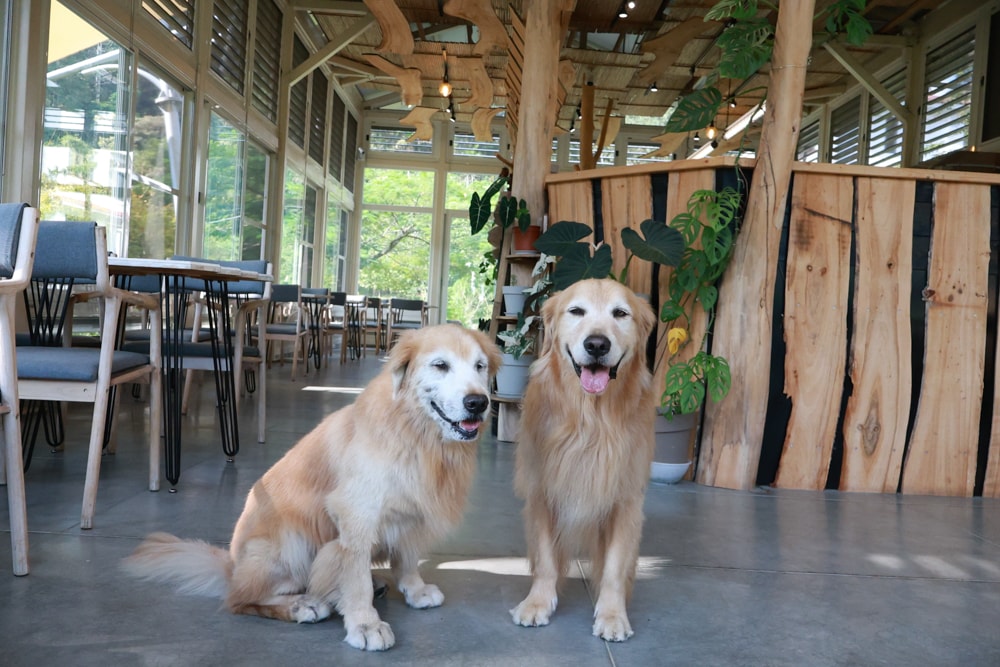 南投日月潭秘境住宿|八番私人住宅。隱身在日月潭森林系設計民宿、寵物友善民宿、感受最純粹最靜謐的日月潭住宿 - 第47張圖 南投日月潭秘境住宿|八番私人住宅。隱身在日月潭森林系設計民宿、寵物友善民宿、感受最純粹最靜謐的日月潭住宿