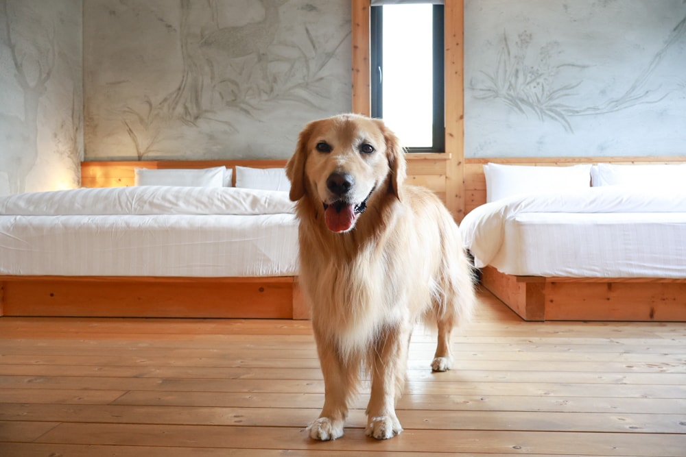 南投日月潭秘境住宿|八番私人住宅。隱身在日月潭森林系設計民宿、寵物友善民宿、感受最純粹最靜謐的日月潭住宿 - 第26張圖 南投日月潭秘境住宿|八番私人住宅。隱身在日月潭森林系設計民宿、寵物友善民宿、感受最純粹最靜謐的日月潭住宿