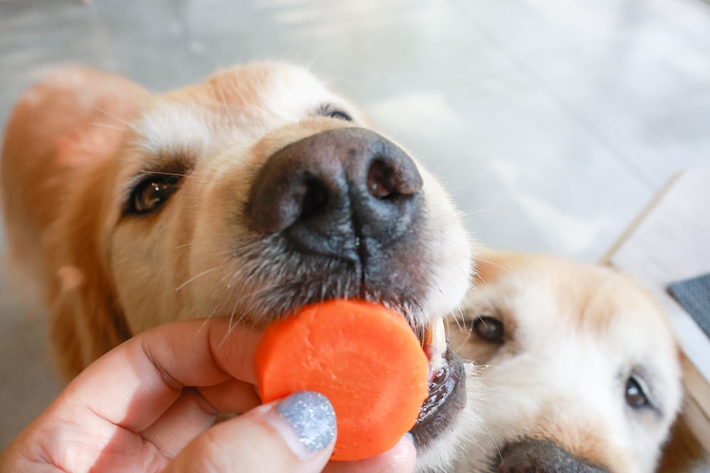 南投日月潭秘境住宿|八番私人住宅。隱身在日月潭森林系設計民宿、寵物友善民宿、感受最純粹最靜謐的日月潭住宿 - 第56張圖 南投日月潭秘境住宿|八番私人住宅。隱身在日月潭森林系設計民宿、寵物友善民宿、感受最純粹最靜謐的日月潭住宿