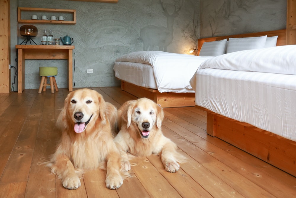 南投日月潭秘境住宿|八番私人住宅。隱身在日月潭森林系設計民宿、寵物友善民宿、感受最純粹最靜謐的日月潭住宿 - 第35張圖 南投日月潭秘境住宿|八番私人住宅。隱身在日月潭森林系設計民宿、寵物友善民宿、感受最純粹最靜謐的日月潭住宿