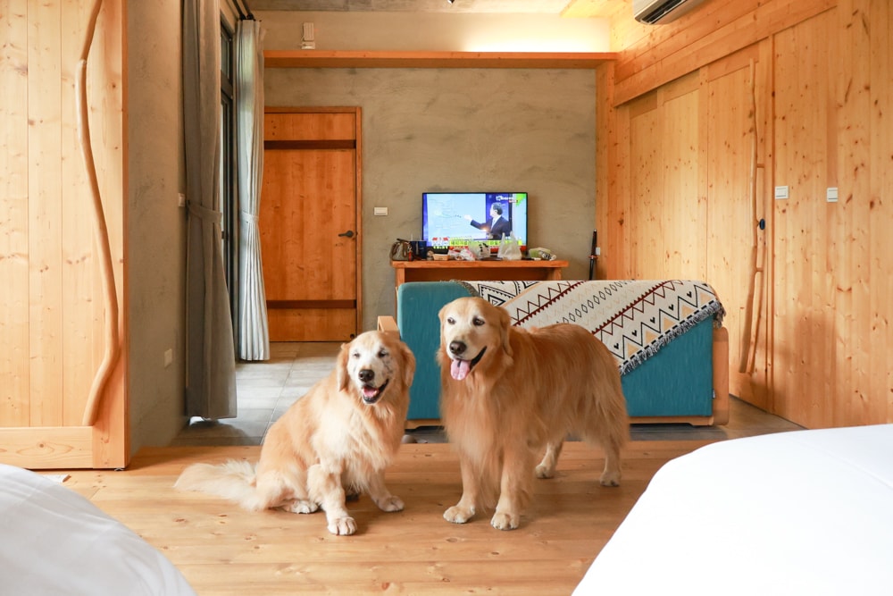 南投日月潭秘境住宿|八番私人住宅。隱身在日月潭森林系設計民宿、寵物友善民宿、感受最純粹最靜謐的日月潭住宿 - 第36張圖 南投日月潭秘境住宿|八番私人住宅。隱身在日月潭森林系設計民宿、寵物友善民宿、感受最純粹最靜謐的日月潭住宿