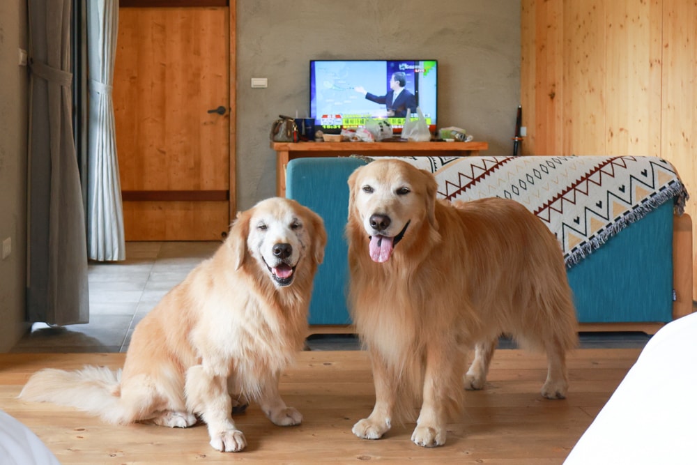 南投日月潭秘境住宿|八番私人住宅。隱身在日月潭森林系設計民宿、寵物友善民宿、感受最純粹最靜謐的日月潭住宿 - 第58張圖 南投日月潭秘境住宿|八番私人住宅。隱身在日月潭森林系設計民宿、寵物友善民宿、感受最純粹最靜謐的日月潭住宿