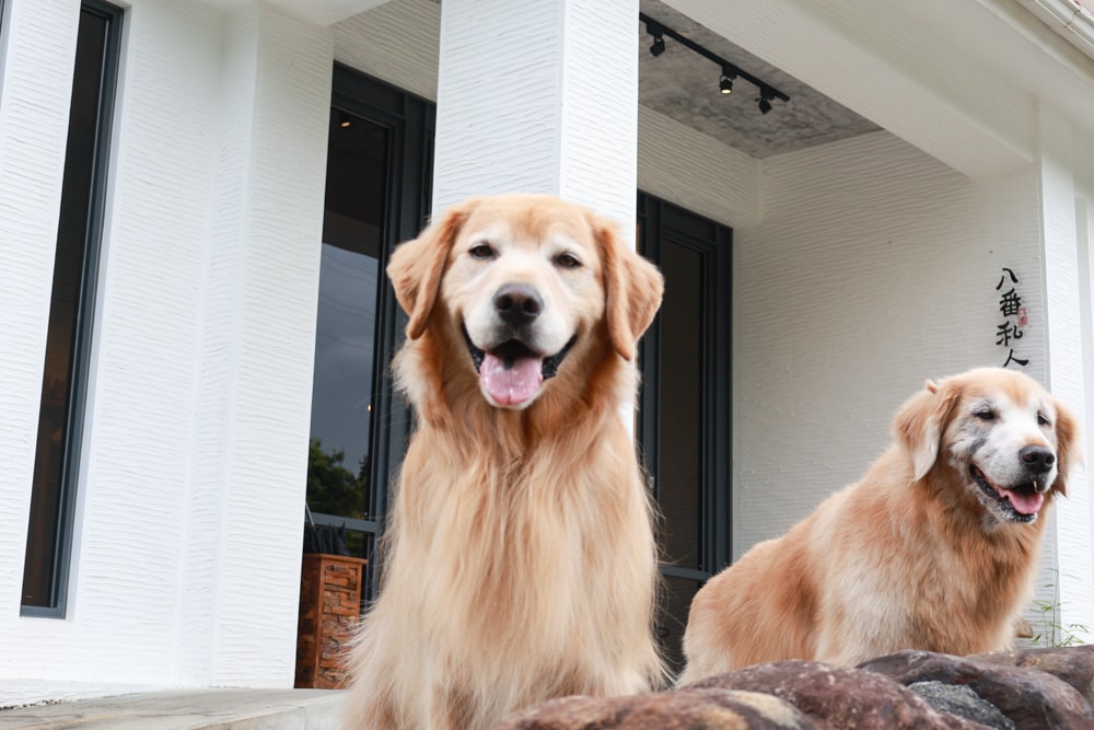 南投日月潭秘境住宿|八番私人住宅。隱身在日月潭森林系設計民宿、寵物友善民宿、感受最純粹最靜謐的日月潭住宿 - 第2張圖 南投日月潭秘境住宿|八番私人住宅。隱身在日月潭森林系設計民宿、寵物友善民宿、感受最純粹最靜謐的日月潭住宿