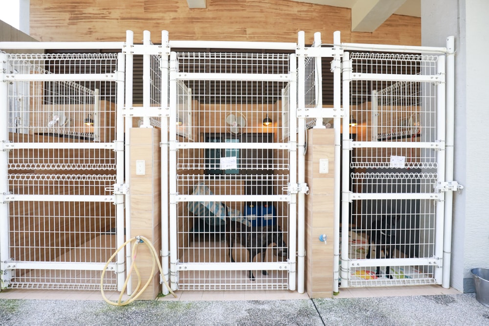 新北瑞芳動物之家參訪心得|顛覆想像的毛孩天堂!像寵物飯店一樣的收容所、原來「收容所」也能這麼美 ❤️ - 第16張圖 新北瑞芳動物之家參訪心得|顛覆想像的毛孩天堂!像寵物飯店一樣的收容所、原來「收容所」也能這麼美 ❤️