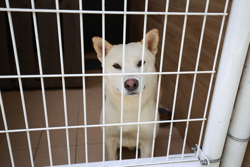 🐾瑞芳兩天一夜旅遊｜猴硐貓村 × 三貂嶺友善隧道 × 寬哥那裡秘境餐廳 × 瑞芳動物之家。友善動物生態旅遊