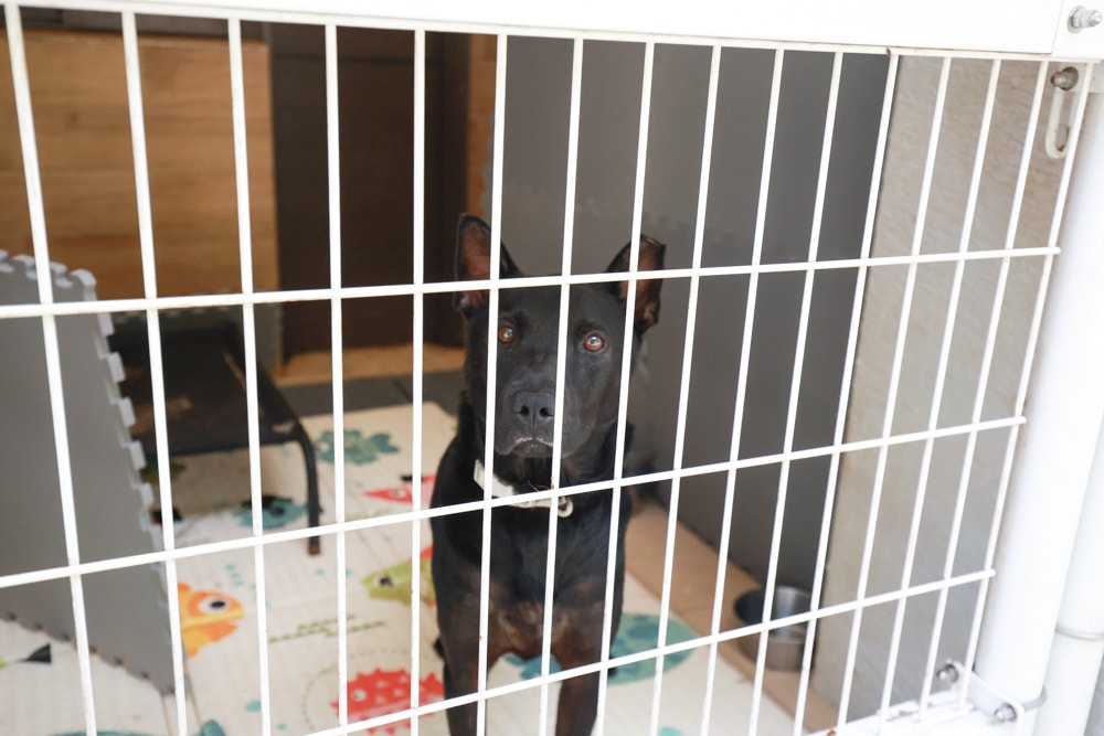 🐾瑞芳兩天一夜旅遊｜猴硐貓村 × 三貂嶺友善隧道 × 寬哥那裡秘境餐廳 × 瑞芳動物之家。友善動物生態旅遊