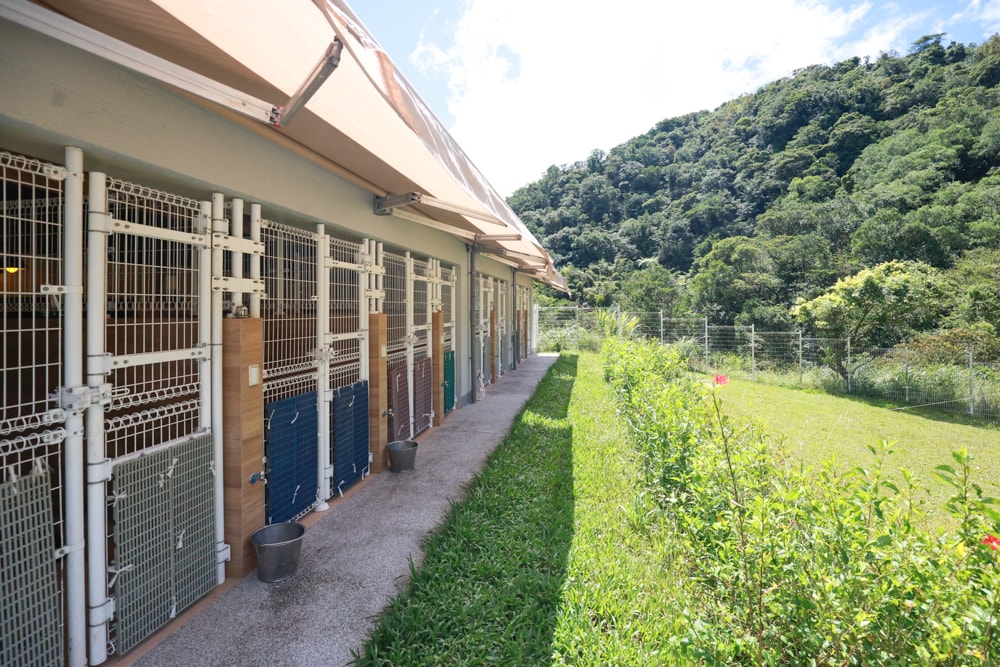🐾瑞芳兩天一夜旅遊｜猴硐貓村 × 三貂嶺友善隧道 × 寬哥那裡秘境餐廳 × 瑞芳動物之家。友善動物生態旅遊