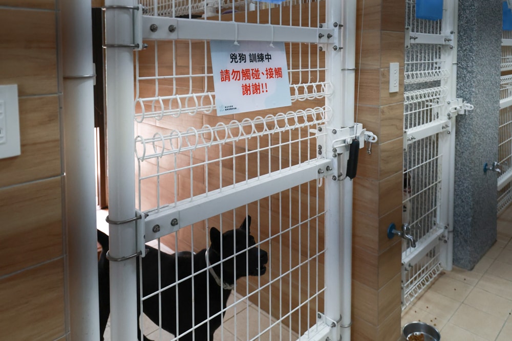 新北瑞芳動物之家參訪心得|顛覆想像的毛孩天堂!像寵物飯店一樣的收容所、原來「收容所」也能這麼美 ❤️ - 第21張圖 新北瑞芳動物之家參訪心得|顛覆想像的毛孩天堂!像寵物飯店一樣的收容所、原來「收容所」也能這麼美 ❤️