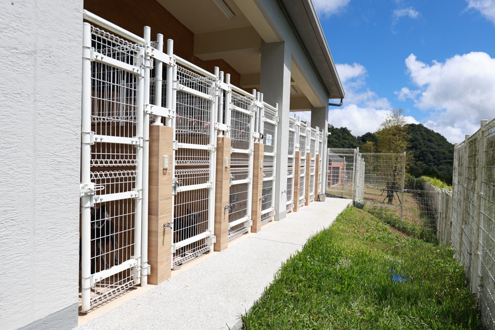 🐾瑞芳兩天一夜旅遊｜猴硐貓村 × 三貂嶺友善隧道 × 寬哥那裡秘境餐廳 × 瑞芳動物之家。友善動物生態旅遊