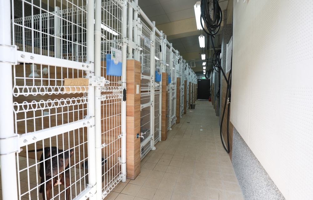 新北瑞芳動物之家參訪心得|顛覆想像的毛孩天堂!像寵物飯店一樣的收容所、原來「收容所」也能這麼美 ❤️ - 第25張圖 新北瑞芳動物之家參訪心得|顛覆想像的毛孩天堂!像寵物飯店一樣的收容所、原來「收容所」也能這麼美 ❤️