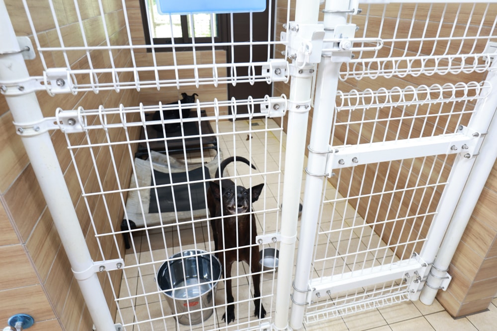 🐾瑞芳兩天一夜旅遊｜猴硐貓村 × 三貂嶺友善隧道 × 寬哥那裡秘境餐廳 × 瑞芳動物之家。友善動物生態旅遊