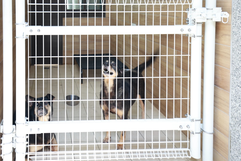 🐾瑞芳兩天一夜旅遊｜猴硐貓村 × 三貂嶺友善隧道 × 寬哥那裡秘境餐廳 × 瑞芳動物之家。友善動物生態旅遊