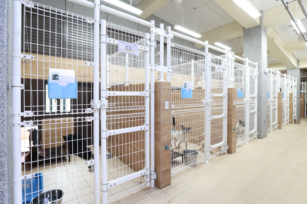 新北瑞芳動物之家參訪心得|顛覆想像的毛孩天堂!像寵物飯店一樣的收容所、原來「收容所」也能這麼美 ❤️ - 第31張圖 新北瑞芳動物之家參訪心得|顛覆想像的毛孩天堂!像寵物飯店一樣的收容所、原來「收容所」也能這麼美 ❤️