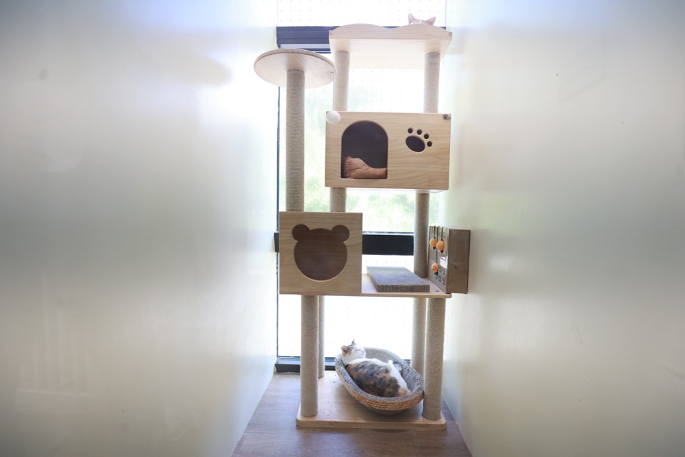 新北瑞芳動物之家參訪心得|顛覆想像的毛孩天堂!像寵物飯店一樣的收容所、原來「收容所」也能這麼美 ❤️ - 第36張圖 新北瑞芳動物之家參訪心得|顛覆想像的毛孩天堂!像寵物飯店一樣的收容所、原來「收容所」也能這麼美 ❤️