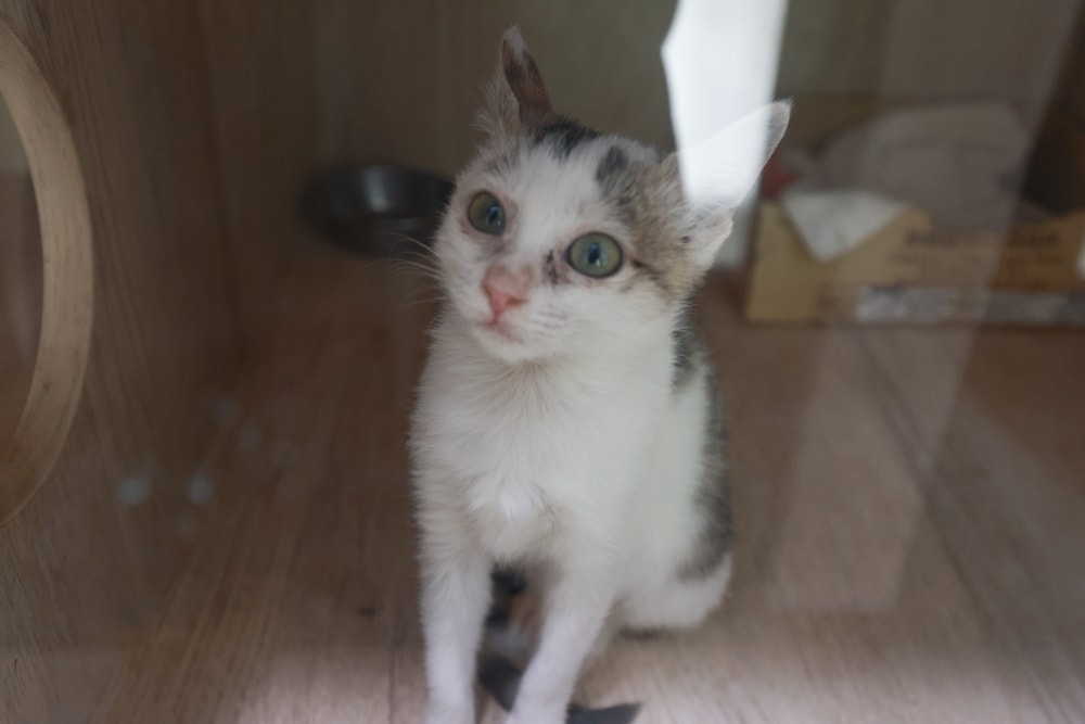 新北瑞芳動物之家參訪心得|顛覆想像的毛孩天堂!像寵物飯店一樣的收容所、原來「收容所」也能這麼美 ❤️ - 第37張圖 新北瑞芳動物之家參訪心得|顛覆想像的毛孩天堂!像寵物飯店一樣的收容所、原來「收容所」也能這麼美 ❤️