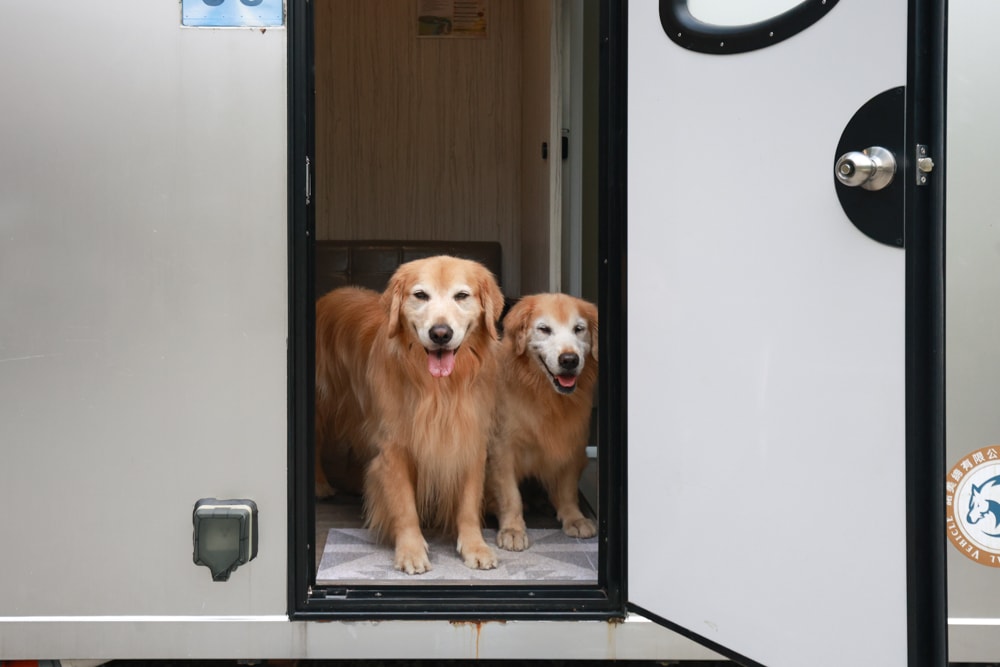 南投溪頭溪部好呆庄野宿體驗庄園｜寵物友善露營車＆馬車帳篷住宿開箱，一泊二食、野溪抓蝦超好玩！