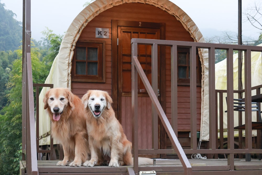 南投溪頭溪部好呆庄野宿體驗庄園｜寵物友善露營車＆馬車帳篷住宿開箱，一泊二食、野溪抓蝦超好玩！
