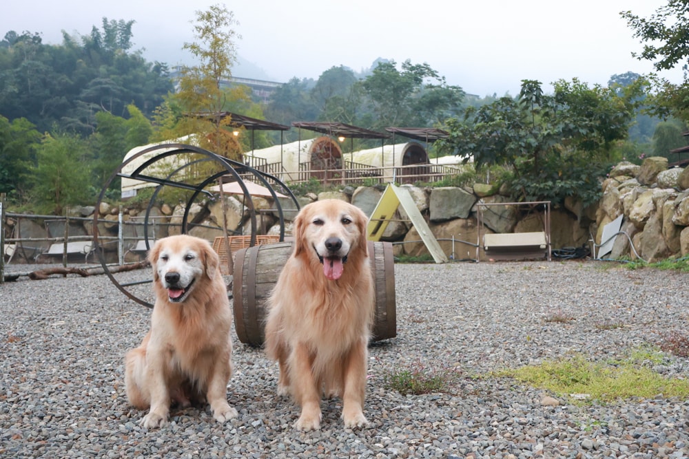 南投溪頭溪部好呆庄野宿體驗庄園｜寵物友善露營車＆馬車帳篷住宿開箱，一泊二食、野溪抓蝦超好玩！