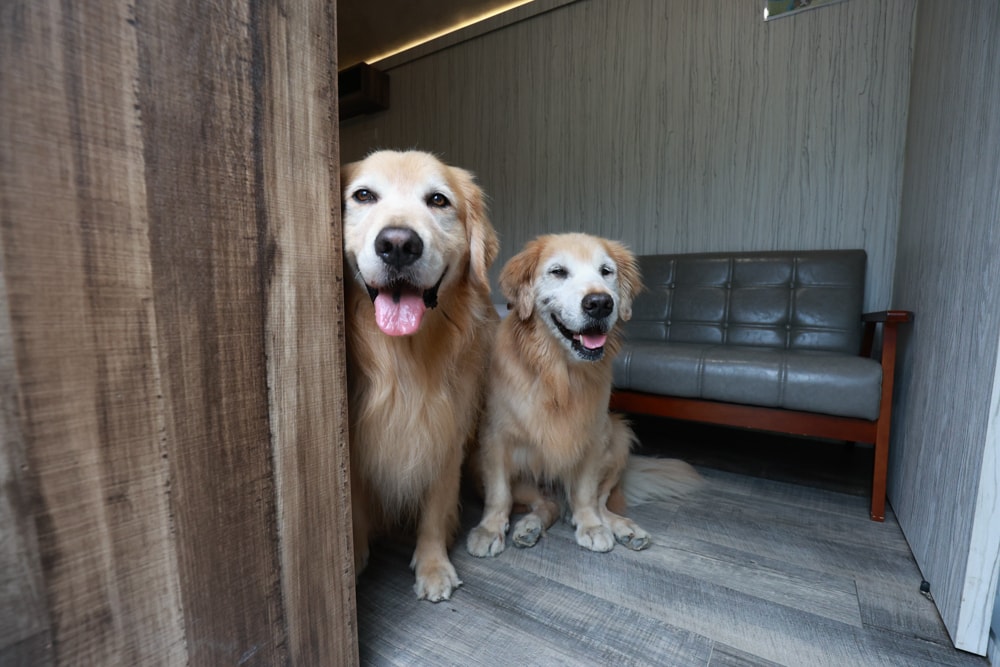 南投溪頭溪部好呆庄野宿體驗庄園｜寵物友善露營車＆馬車帳篷住宿開箱，一泊二食、野溪抓蝦超好玩！