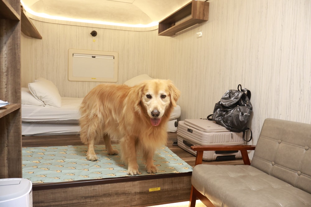 南投溪頭溪部好呆庄野宿體驗庄園｜寵物友善露營車＆馬車帳篷住宿開箱，一泊二食、野溪抓蝦超好玩！