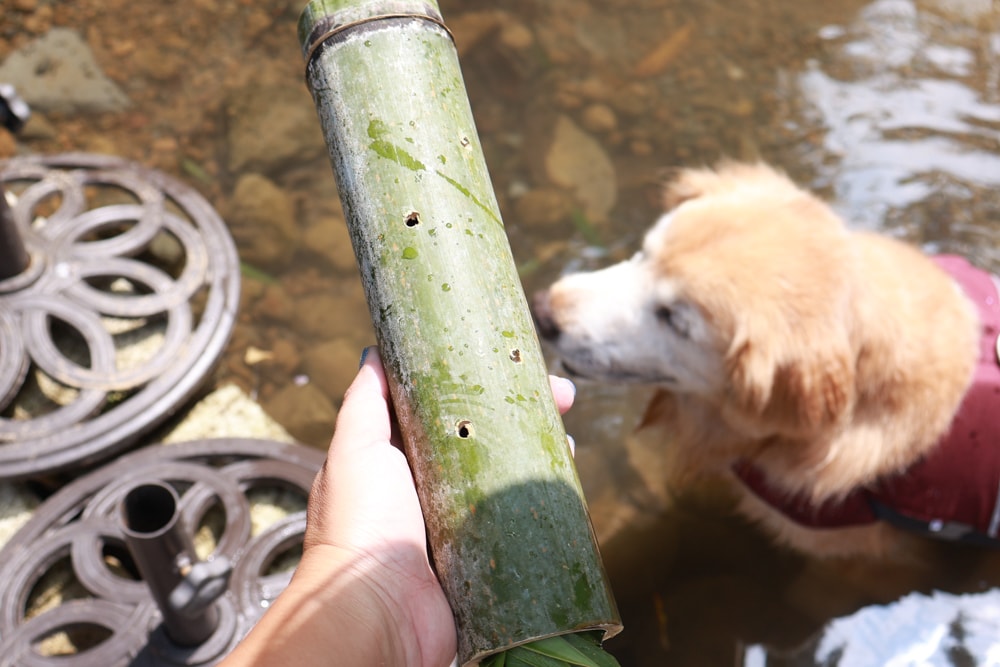 南投溪頭溪部好呆庄野宿體驗庄園｜寵物友善露營車＆馬車帳篷住宿開箱，一泊二食、野溪抓蝦超好玩！