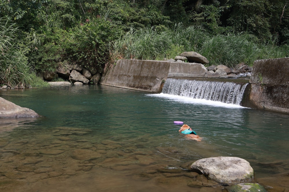 南投溪頭溪部好呆庄野宿體驗庄園｜寵物友善露營車＆馬車帳篷住宿開箱，一泊二食、野溪抓蝦超好玩！