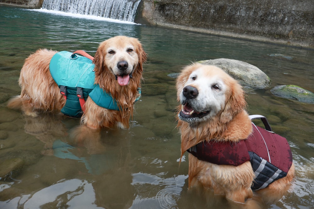 南投溪頭溪部好呆庄野宿體驗庄園｜寵物友善露營車＆馬車帳篷住宿開箱，一泊二食、野溪抓蝦超好玩！