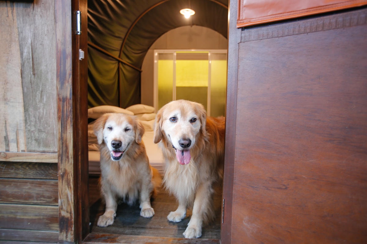 南投溪頭溪部好呆庄野宿體驗庄園｜寵物友善露營車＆馬車帳篷住宿開箱，一泊二食、野溪抓蝦超好玩！