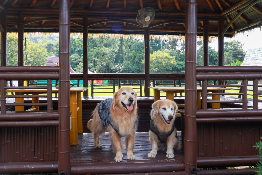 南投竹山海盜村｜一泊四食包棟住宿體驗。寵物友善親子樂園、一泊四食、VR飛船、氣墊樂園、烤肉派對一次玩到底
