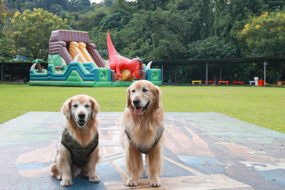 南投竹山海盜村｜一泊四食包棟住宿體驗。寵物友善親子樂園、一泊四食、VR飛船、氣墊樂園、烤肉派對一次玩到底