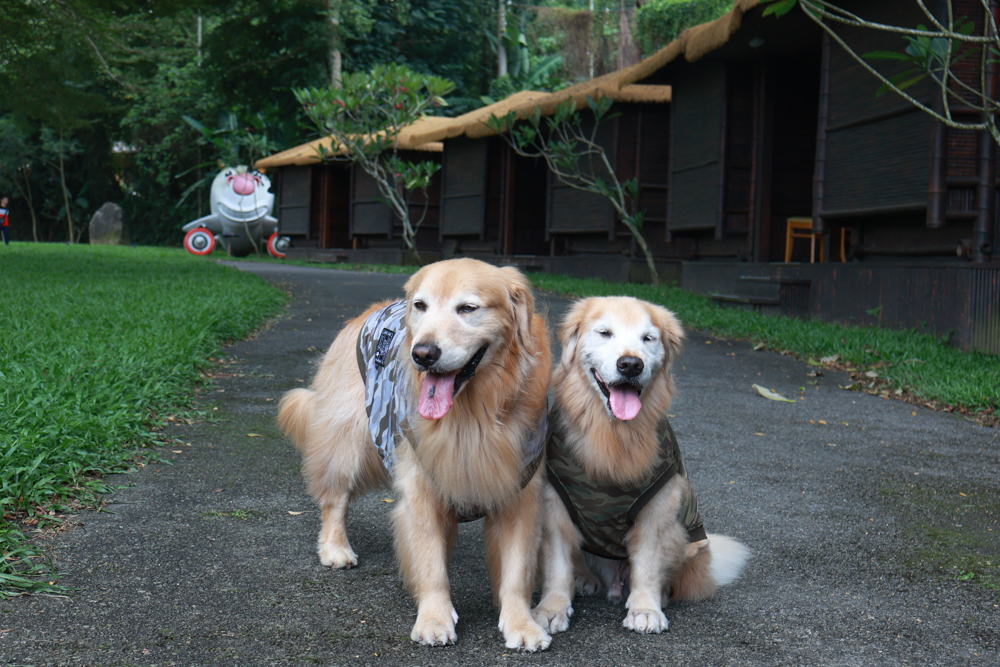 南投竹山海盜村｜一泊四食包棟住宿體驗。寵物友善親子樂園、一泊四食、VR飛船、氣墊樂園、烤肉派對一次玩到底