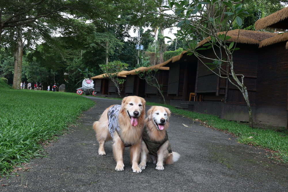 南投竹山海盜村｜一泊四食包棟住宿體驗。寵物友善親子樂園、一泊四食、VR飛船、氣墊樂園、烤肉派對一次玩到底