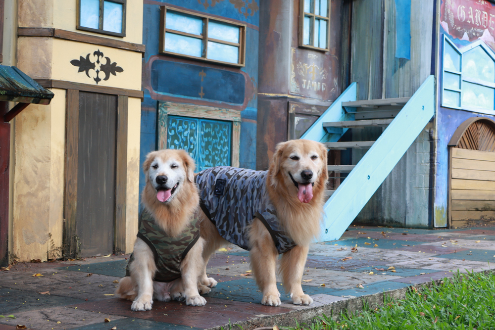 南投竹山海盜村｜一泊四食包棟住宿體驗。寵物友善親子樂園、一泊四食、VR飛船、氣墊樂園、烤肉派對一次玩到底