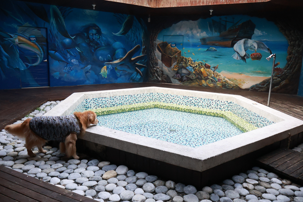 南投竹山海盜村｜一泊四食包棟住宿體驗。寵物友善親子樂園、一泊四食、VR飛船、氣墊樂園、烤肉派對一次玩到底