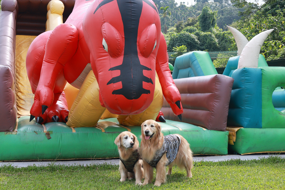 南投竹山海盜村｜一泊四食包棟住宿體驗。寵物友善親子樂園、一泊四食、VR飛船、氣墊樂園、烤肉派對一次玩到底