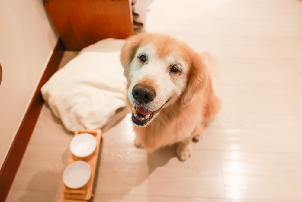 台東娜路彎大酒店寵物房開箱｜五星級飯店設施全攻略！免費下午茶、兒童遊戲區、露天泳池一次玩好玩滿