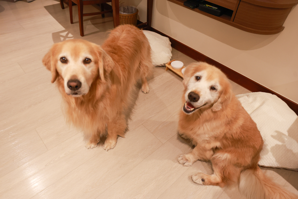 台東娜路彎大酒店寵物房開箱｜五星級飯店設施全攻略！免費下午茶、兒童遊戲區、露天泳池一次玩好玩滿