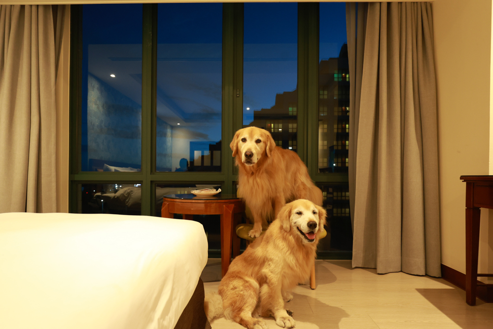 台東娜路彎大酒店寵物房開箱｜五星級飯店設施全攻略！免費下午茶、兒童遊戲區、露天泳池一次玩好玩滿