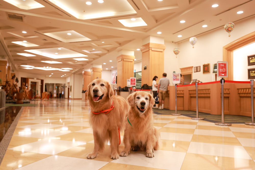 台東娜路彎大酒店寵物房開箱｜五星級飯店設施全攻略！免費下午茶、兒童遊戲區、露天泳池一次玩好玩滿