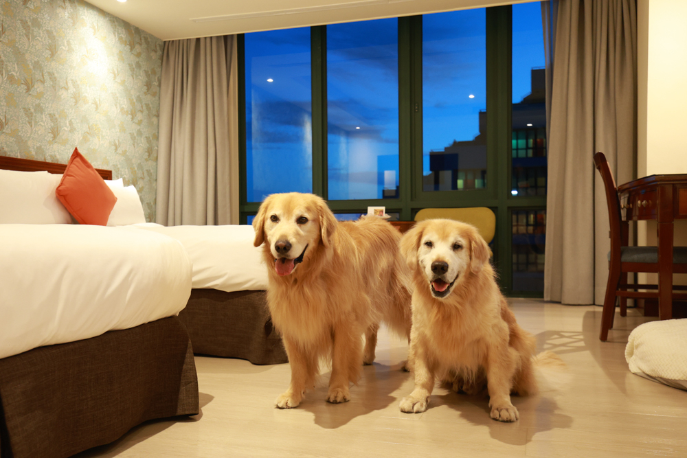 台東娜路彎大酒店寵物房開箱｜五星級飯店設施全攻略！免費下午茶、兒童遊戲區、露天泳池一次玩好玩滿