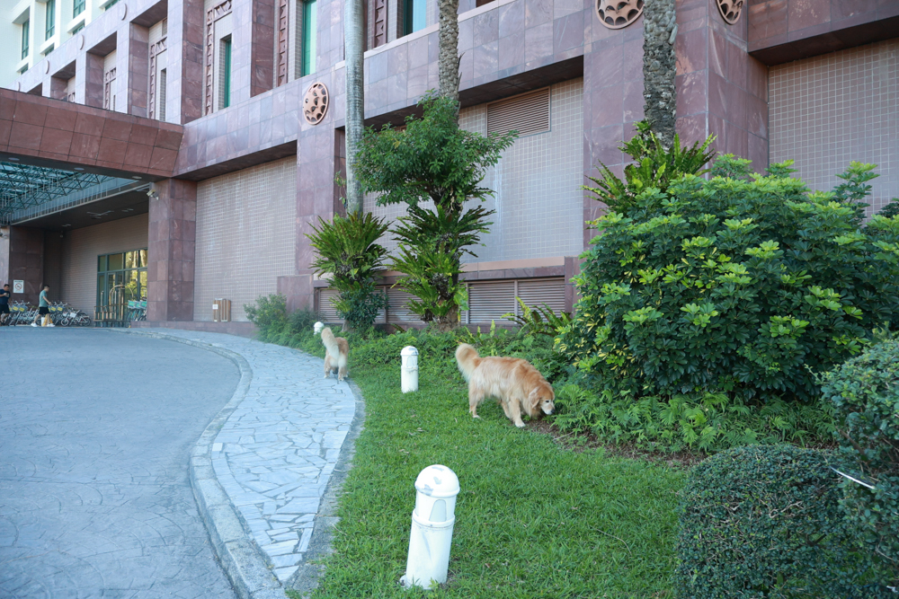 台東娜路彎大酒店寵物房開箱｜五星級飯店設施全攻略！免費下午茶、兒童遊戲區、露天泳池一次玩好玩滿