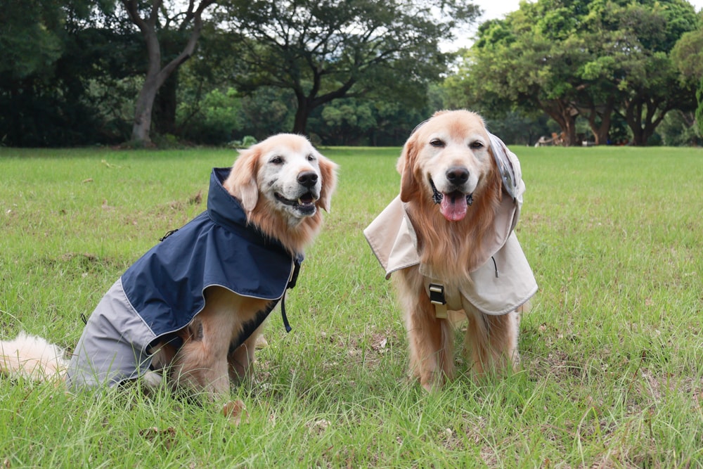Rain Rover 毛孩漫遊衣|晴天雨天一件搞定。防水透氣、時尚又好穿的寵物機能雨衣!!可當風衣又可以變雨衣,超實穿 - 第3張圖 Rain Rover 毛孩漫遊衣|晴天雨天一件搞定。防水透氣、時尚又好穿的寵物機能雨衣!!可當風衣又可以變雨衣,超實穿