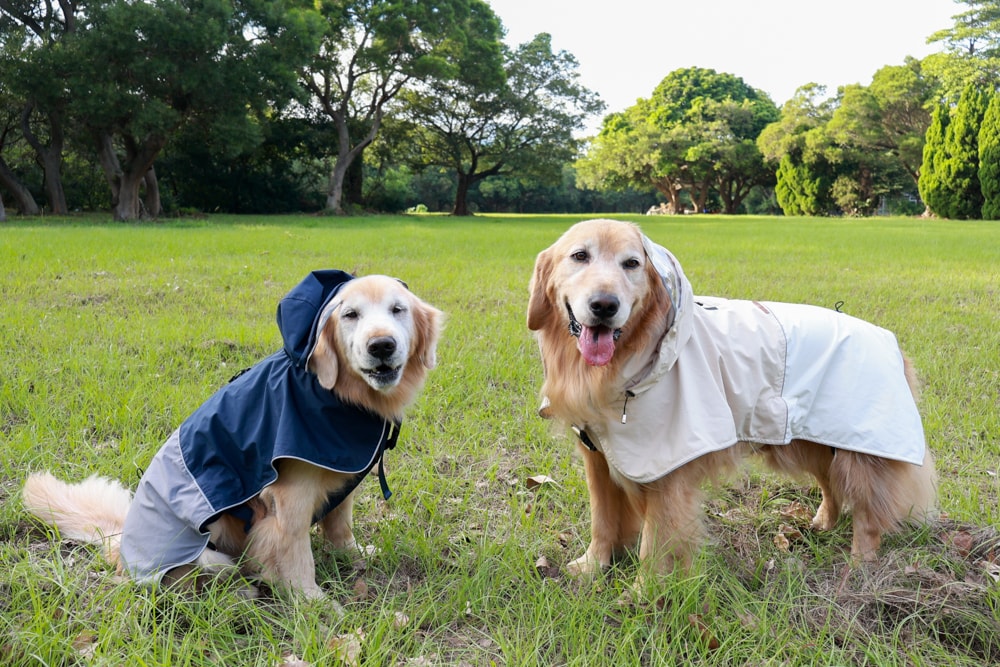 Rain Rover 毛孩漫遊衣|晴天雨天一件搞定。防水透氣、時尚又好穿的寵物機能雨衣!!可當風衣又可以變雨衣,超實穿 - 第4張圖 Rain Rover 毛孩漫遊衣|晴天雨天一件搞定。防水透氣、時尚又好穿的寵物機能雨衣!!可當風衣又可以變雨衣,超實穿