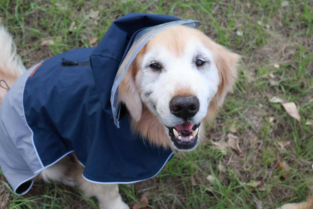 Rain Rover 毛孩漫遊衣|晴天雨天一件搞定。防水透氣、時尚又好穿的寵物機能雨衣!!可當風衣又可以變雨衣,超實穿 - 第13張圖 Rain Rover 毛孩漫遊衣|晴天雨天一件搞定。防水透氣、時尚又好穿的寵物機能雨衣!!可當風衣又可以變雨衣,超實穿