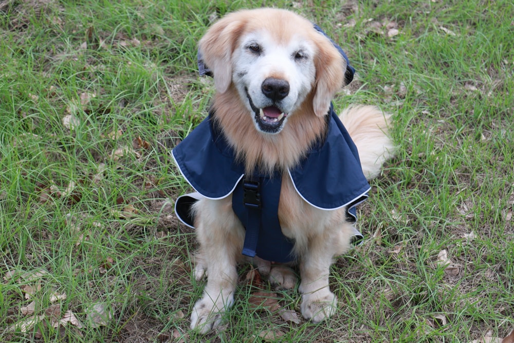 Rain Rover 毛孩漫遊衣|晴天雨天一件搞定。防水透氣、時尚又好穿的寵物機能雨衣!!可當風衣又可以變雨衣,超實穿 - 第16張圖 Rain Rover 毛孩漫遊衣|晴天雨天一件搞定。防水透氣、時尚又好穿的寵物機能雨衣!!可當風衣又可以變雨衣,超實穿