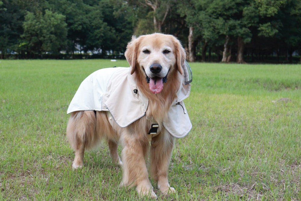 Rain Rover 毛孩漫遊衣|晴天雨天一件搞定。防水透氣、時尚又好穿的寵物機能雨衣!!可當風衣又可以變雨衣,超實穿 - 第14張圖 Rain Rover 毛孩漫遊衣|晴天雨天一件搞定。防水透氣、時尚又好穿的寵物機能雨衣!!可當風衣又可以變雨衣,超實穿