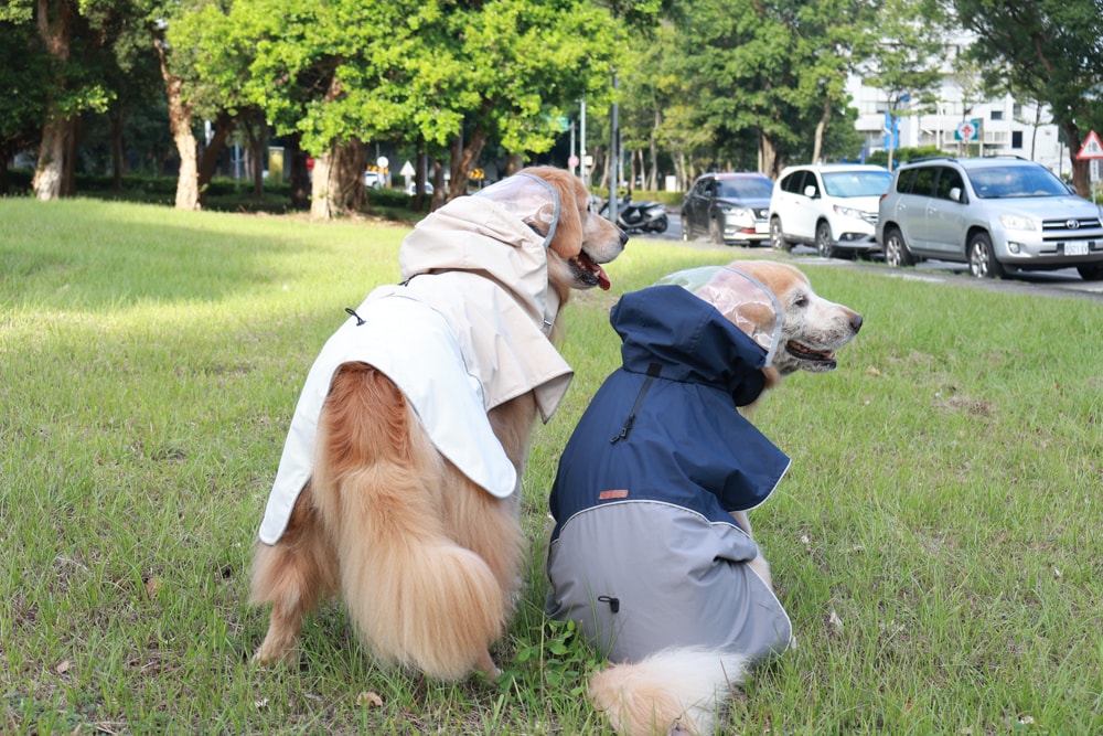Rain Rover 毛孩漫遊衣|晴天雨天一件搞定。防水透氣、時尚又好穿的寵物機能雨衣!!可當風衣又可以變雨衣,超實穿 - 第20張圖 Rain Rover 毛孩漫遊衣|晴天雨天一件搞定。防水透氣、時尚又好穿的寵物機能雨衣!!可當風衣又可以變雨衣,超實穿