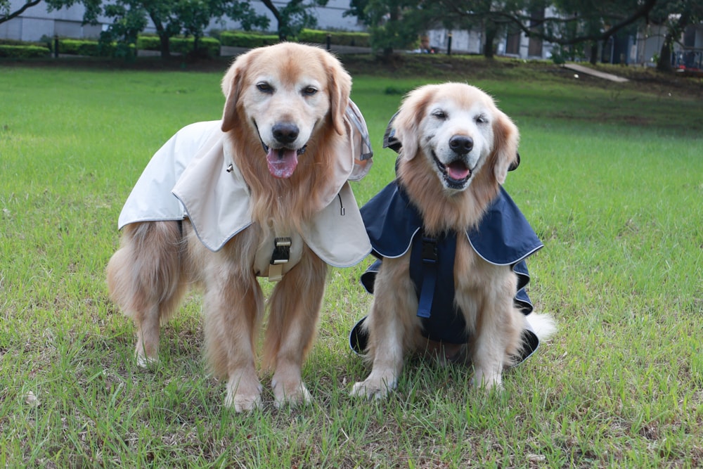 Rain Rover 毛孩漫遊衣|晴天雨天一件搞定。防水透氣、時尚又好穿的寵物機能雨衣!!可當風衣又可以變雨衣,超實穿 - 第2張圖 Rain Rover 毛孩漫遊衣|晴天雨天一件搞定。防水透氣、時尚又好穿的寵物機能雨衣!!可當風衣又可以變雨衣,超實穿