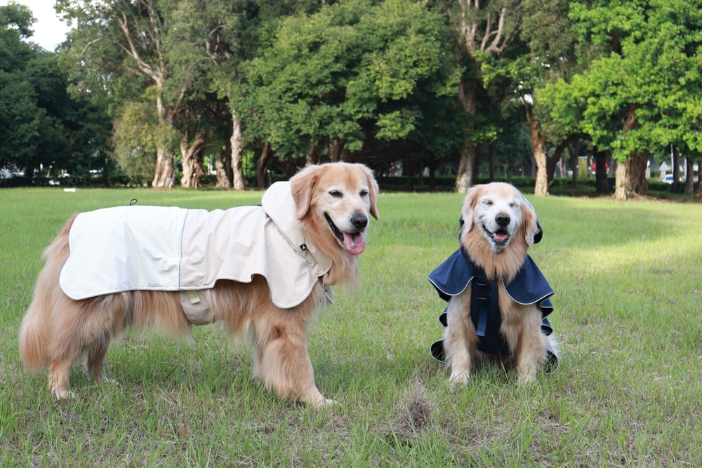 Rain Rover 毛孩漫遊衣|晴天雨天一件搞定。防水透氣、時尚又好穿的寵物機能雨衣!!可當風衣又可以變雨衣,超實穿 - 第5張圖 Rain Rover 毛孩漫遊衣|晴天雨天一件搞定。防水透氣、時尚又好穿的寵物機能雨衣!!可當風衣又可以變雨衣,超實穿